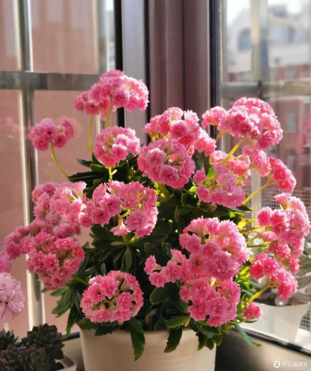 春风入室指南:绿植布置小窍门