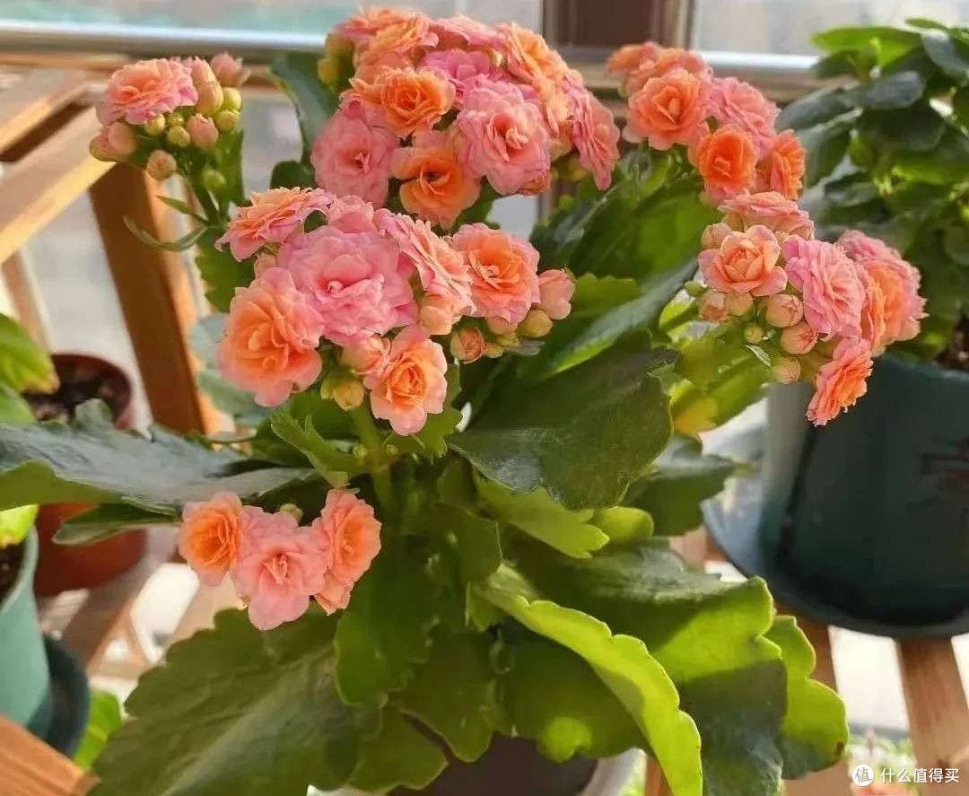 春风入室指南:绿植布置小窍门