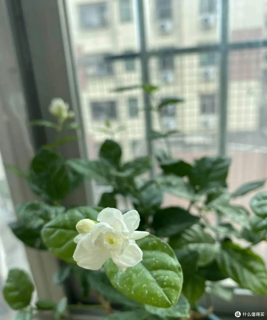 春风入室指南：绿植布置小窍门