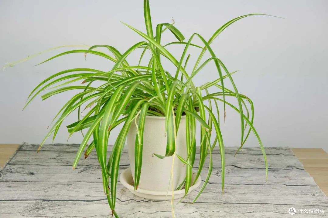 让春风永驻室内,绿植布局巧构思