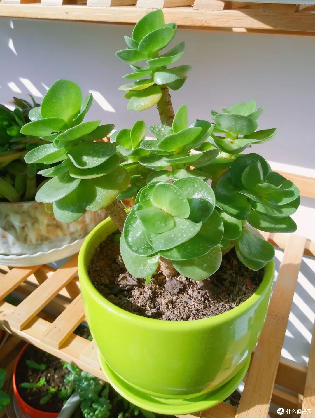 让春风永驻室内，绿植布局巧构思
