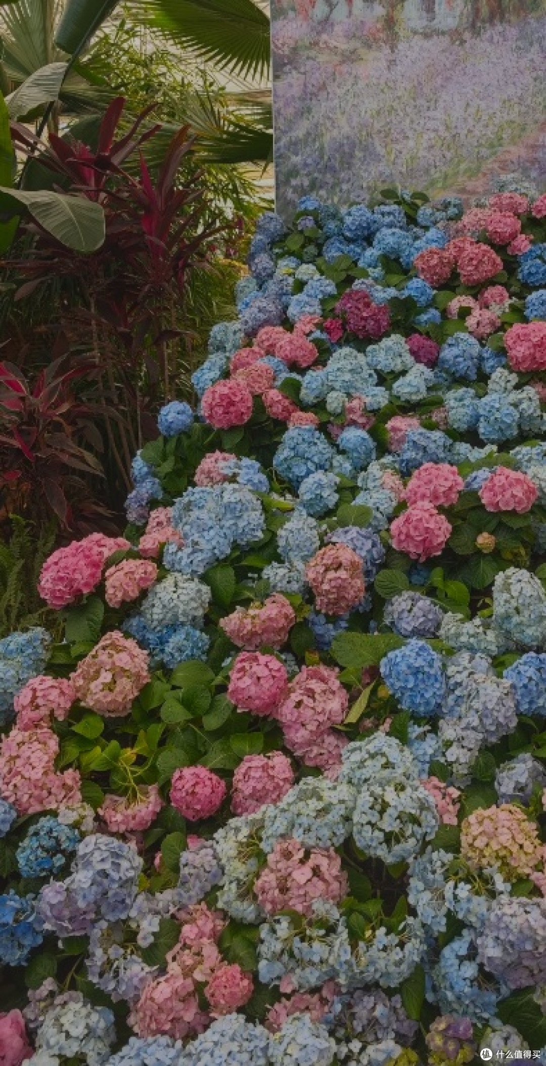 花漾植物园，春日漫行