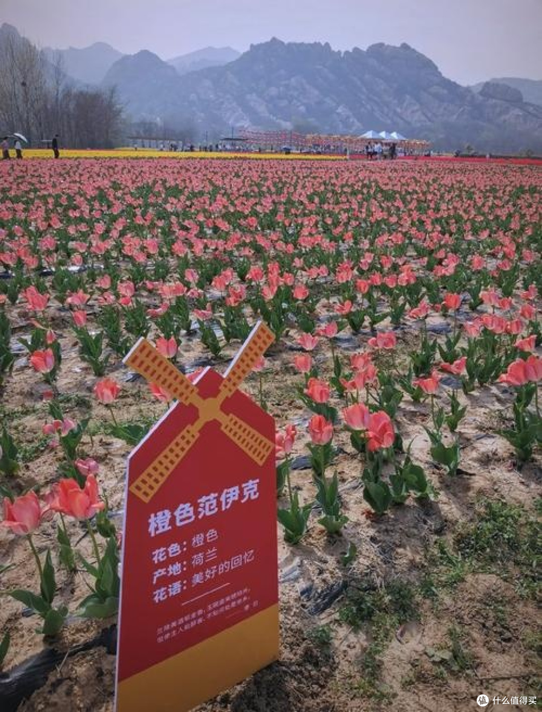 春日繁花纪:探寻樱花与郁金香的梦幻之境