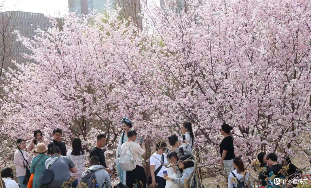 春日繁花纪:探寻樱花与郁金香的梦幻之境