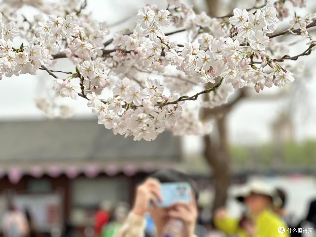 春日繁花纪:探寻樱花与郁金香的梦幻之境