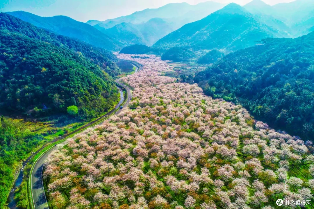 浙江人的春游赏花自留地，还得是这座温柔古城！