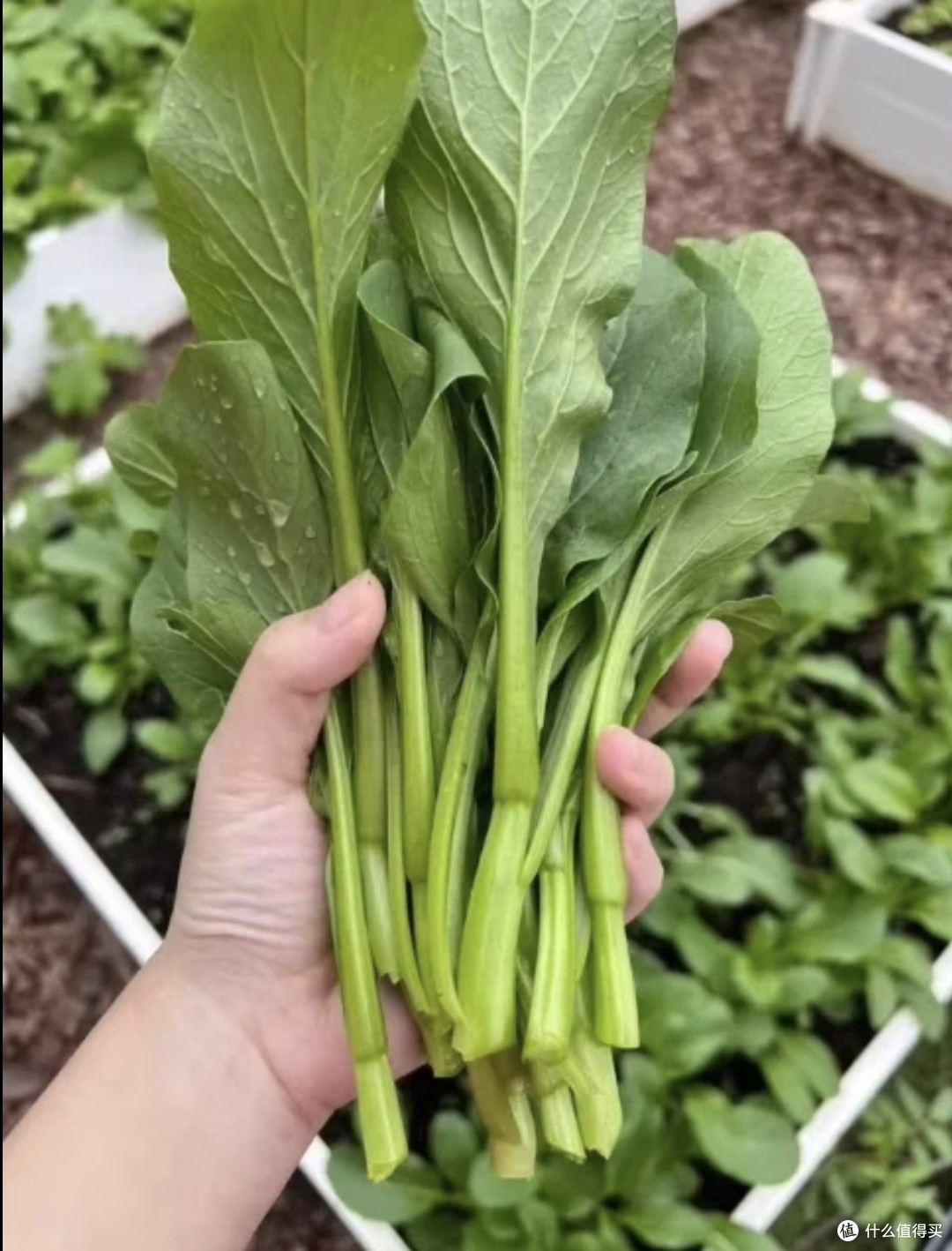 广东四九菜心，四季播种的秘密？