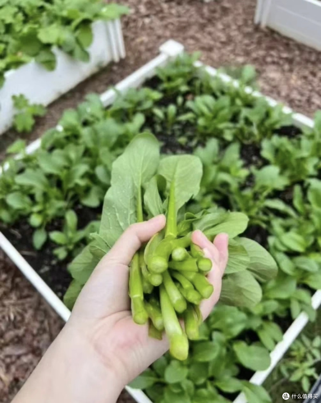 广东四九菜心，四季播种的秘密？