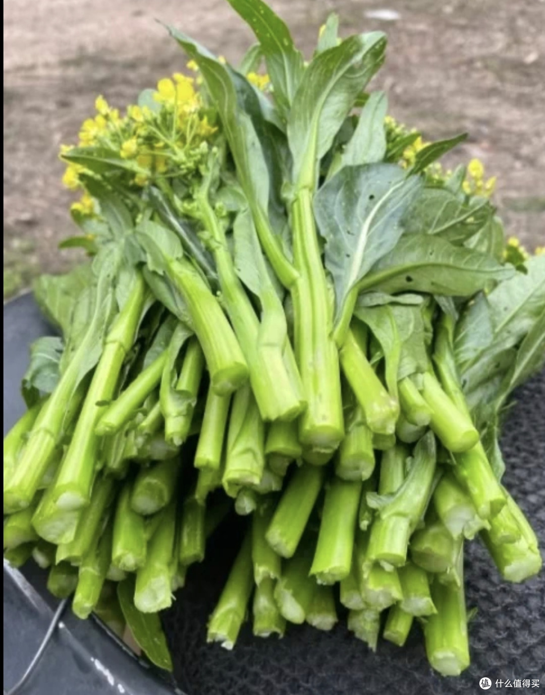 广东四九菜心，四季播种的秘密？