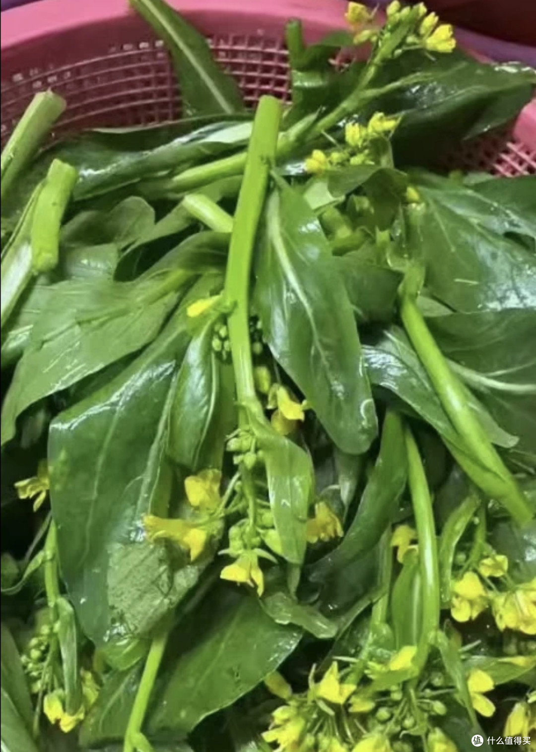 广东四九菜心，四季播种的秘密？