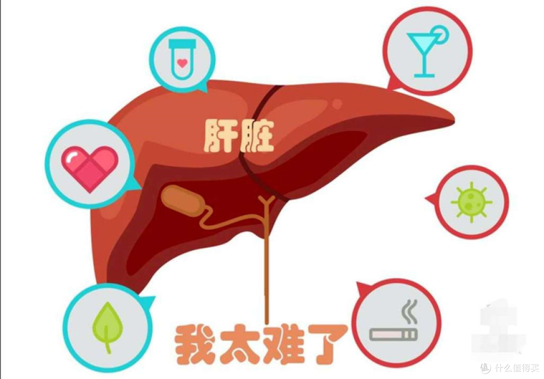 在“卷王”遍地的时代,哪个器官堪称最勤勉的“牛马”?