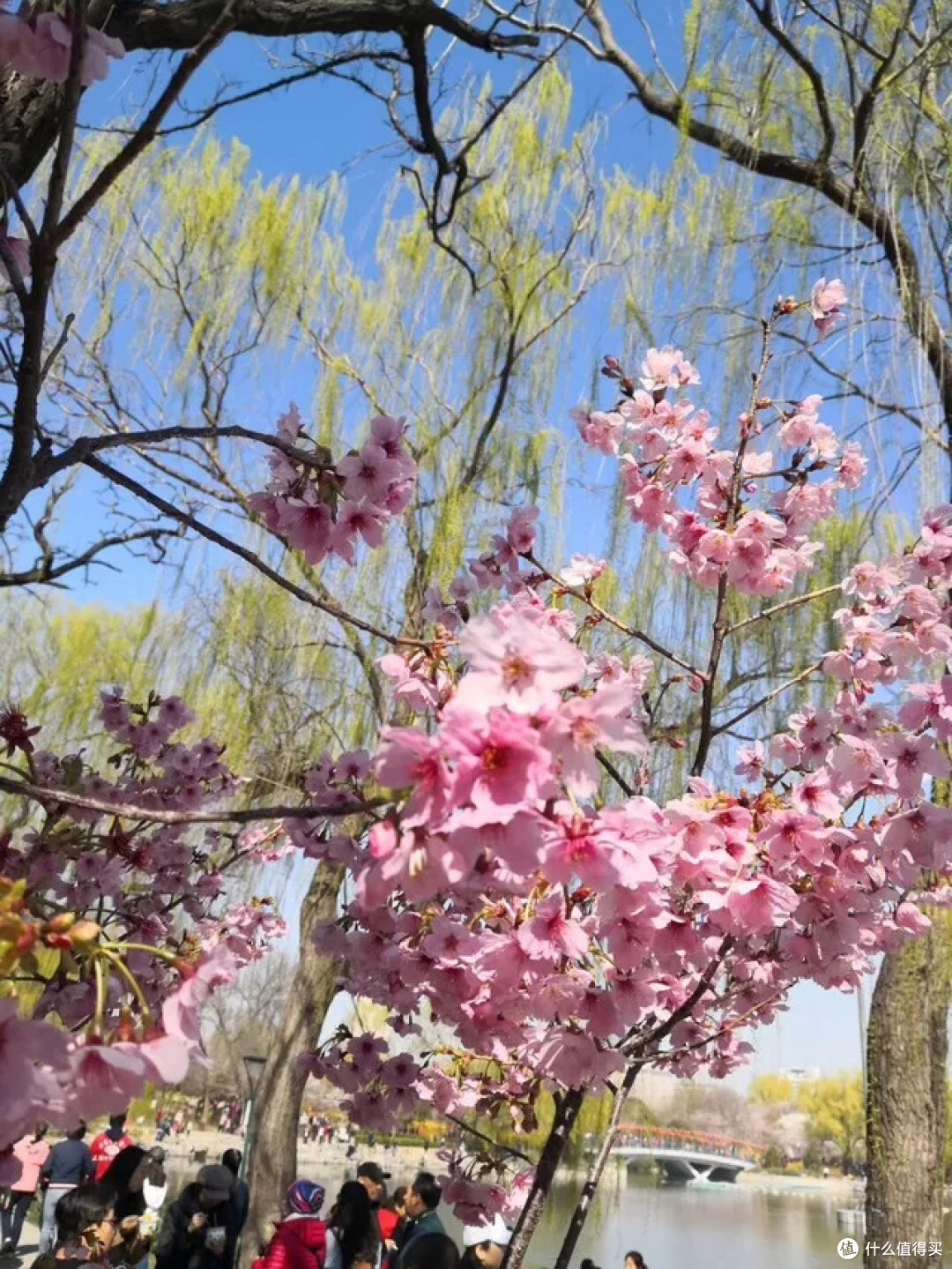 春游玉渊潭,邂逅一场樱花盛宴