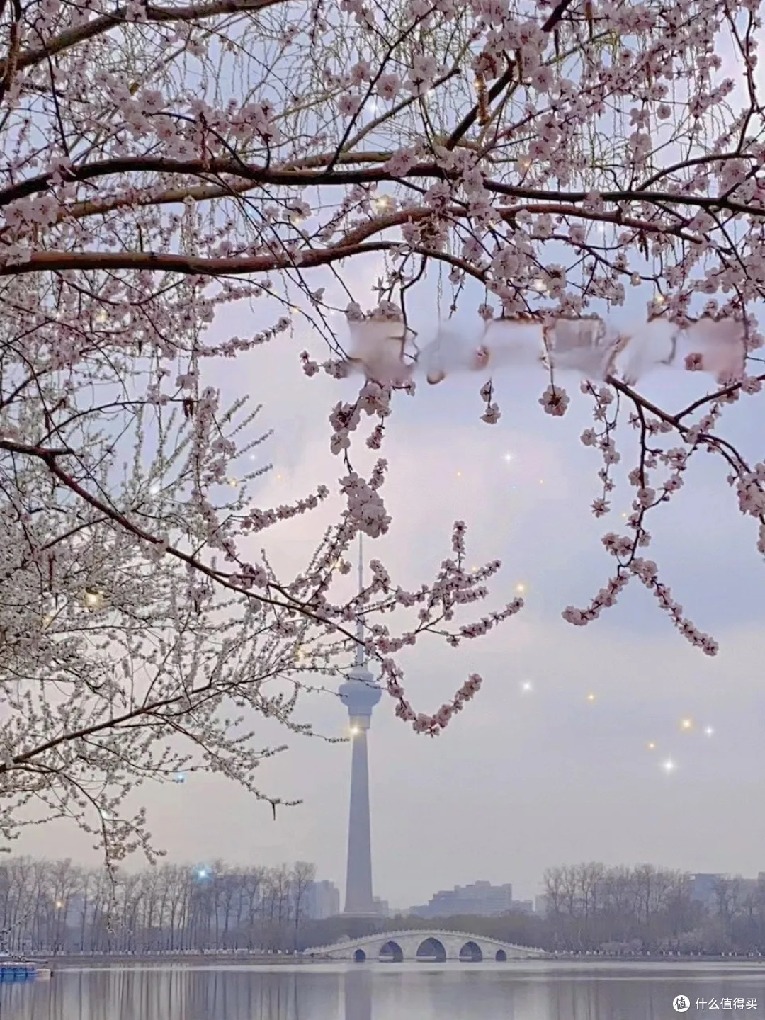 春游玉渊潭,邂逅一场樱花盛宴