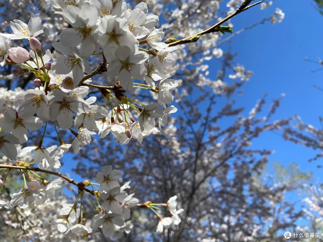春游玉渊潭,邂逅一场樱花盛宴