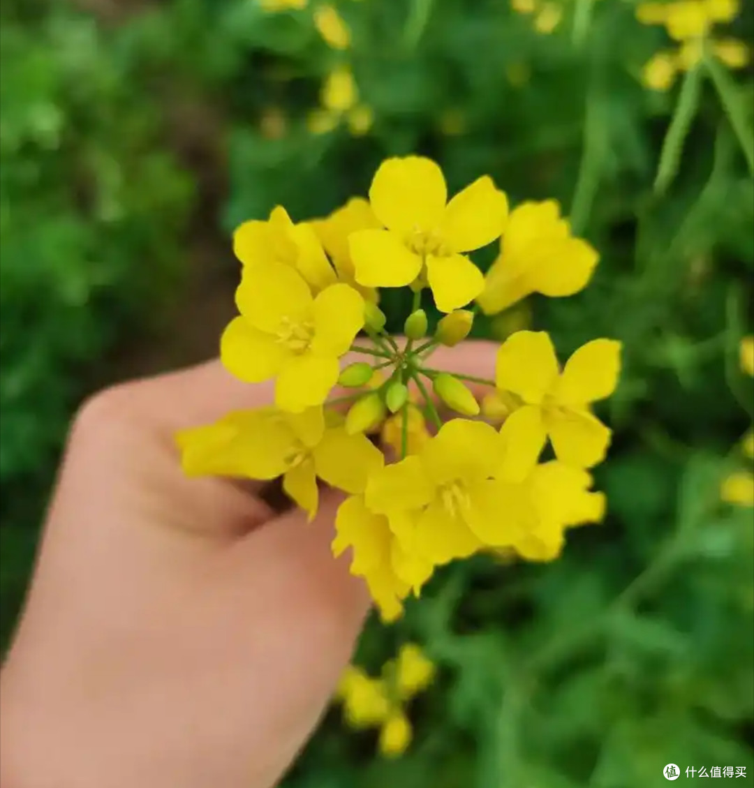 金色田野上的春日畅想：江汉平原油菜花季，一场视觉与心灵的盛宴