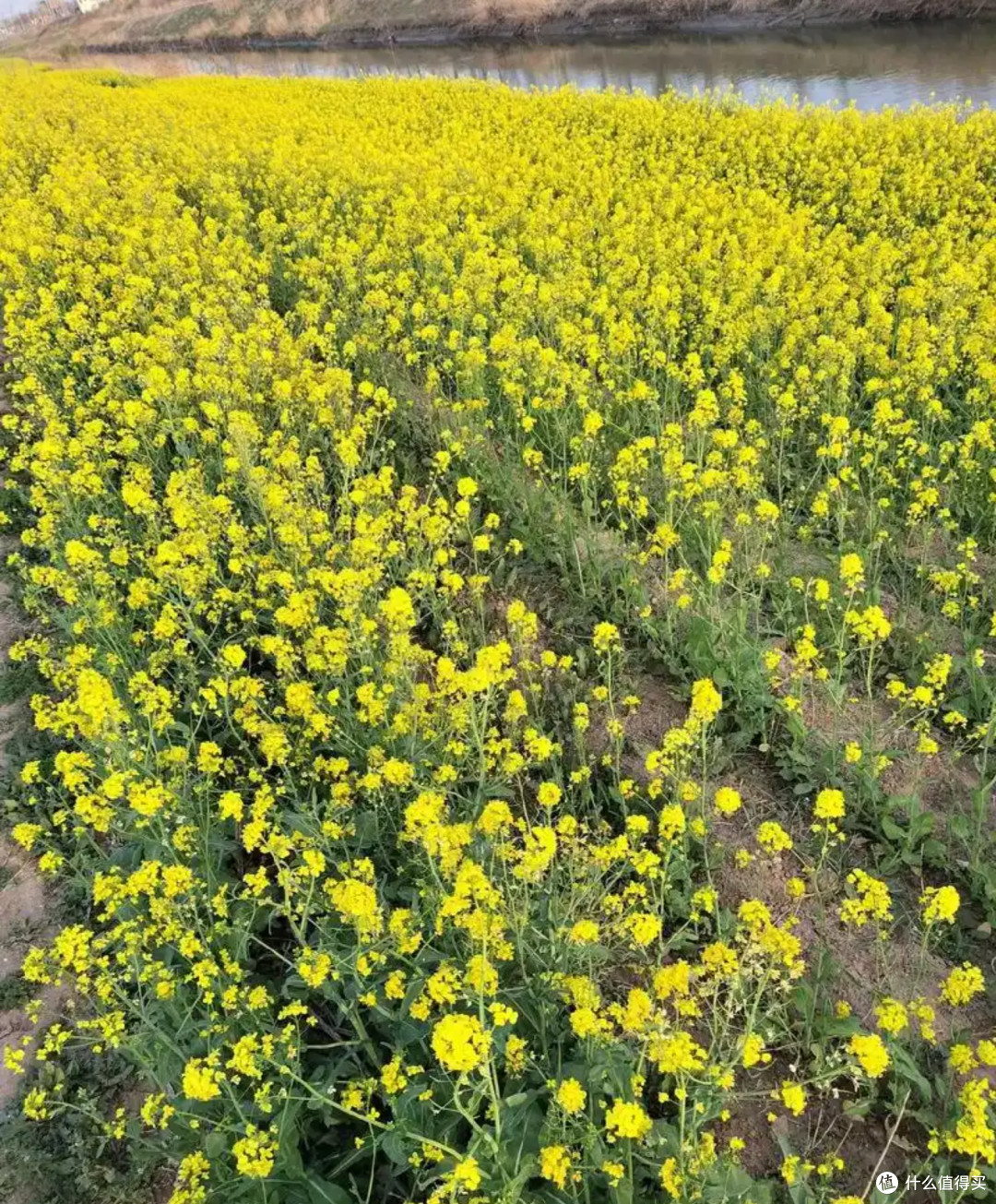 金色田野上的春日畅想：江汉平原油菜花季，一场视觉与心灵的盛宴