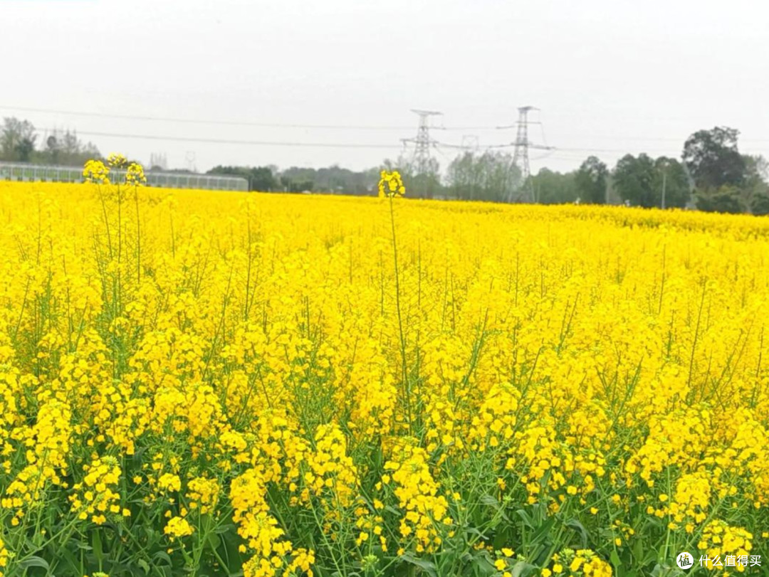 金色田野上的春日畅想：江汉平原油菜花季，一场视觉与心灵的盛宴