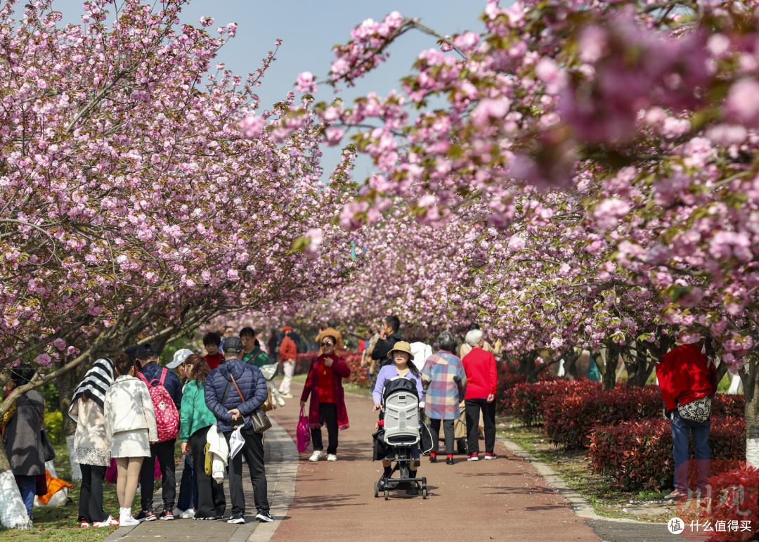 春日赏花攻略:邂逅浪漫花海的限定美学