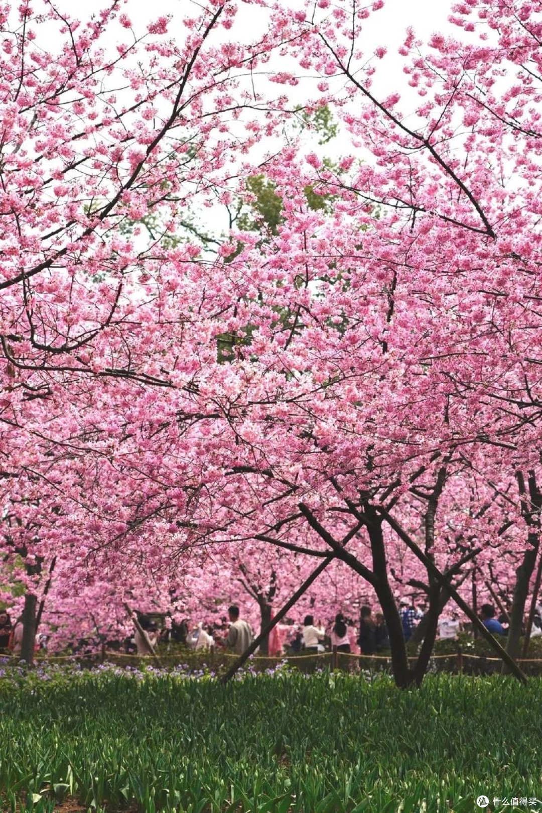 春日赏花攻略:邂逅浪漫花海的限定美学