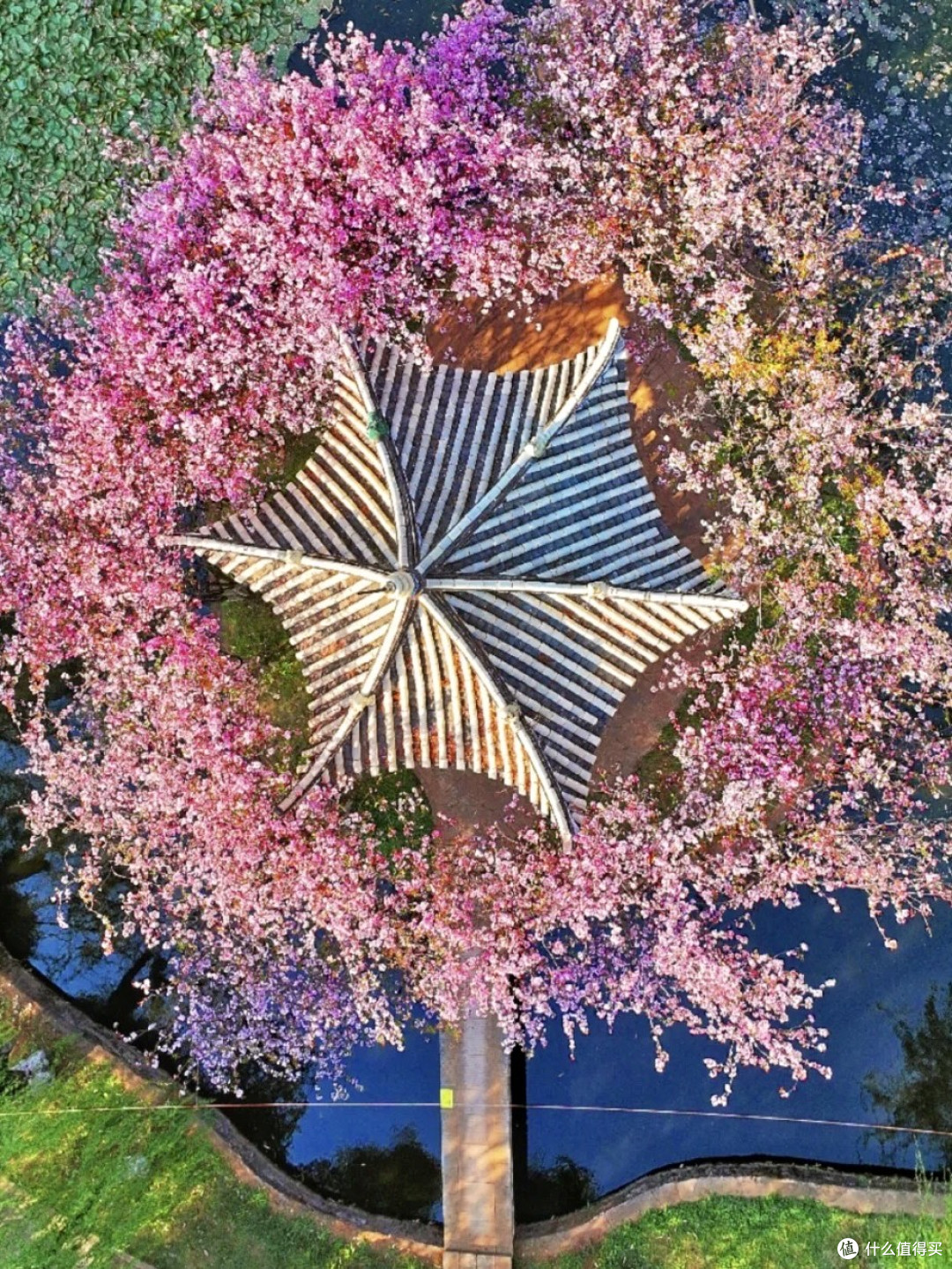 庾园寻芳记|大观河畔遗世珠,海棠垂丝锁春烟