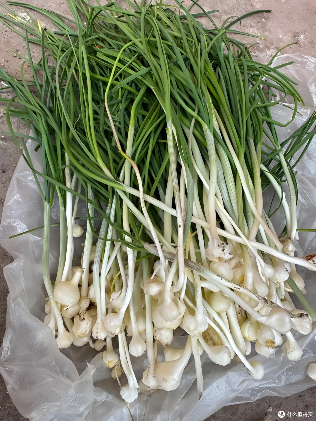 户外踏青,挖野葱