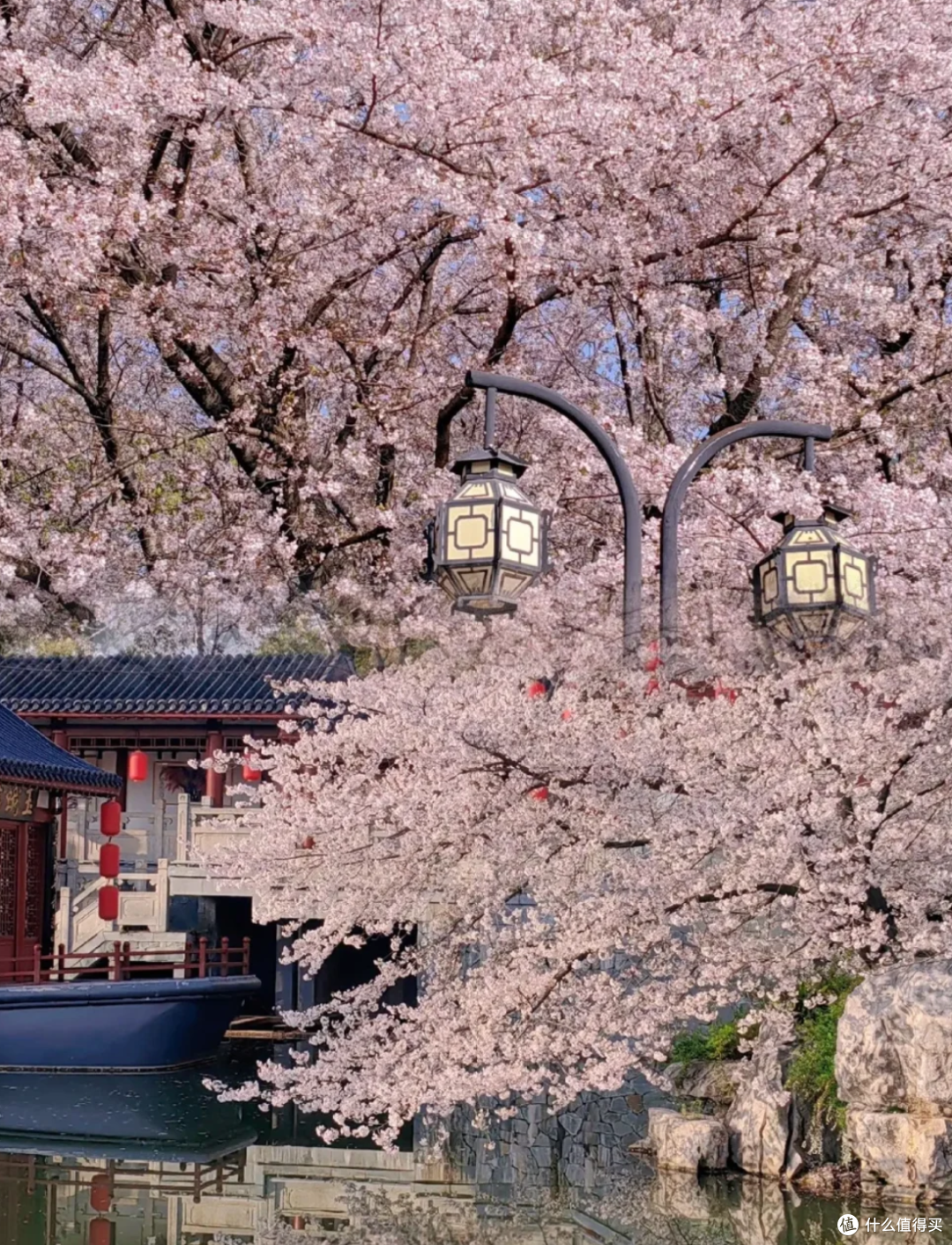 武汉春日限定:50万株樱花绽放,走,赏樱去!