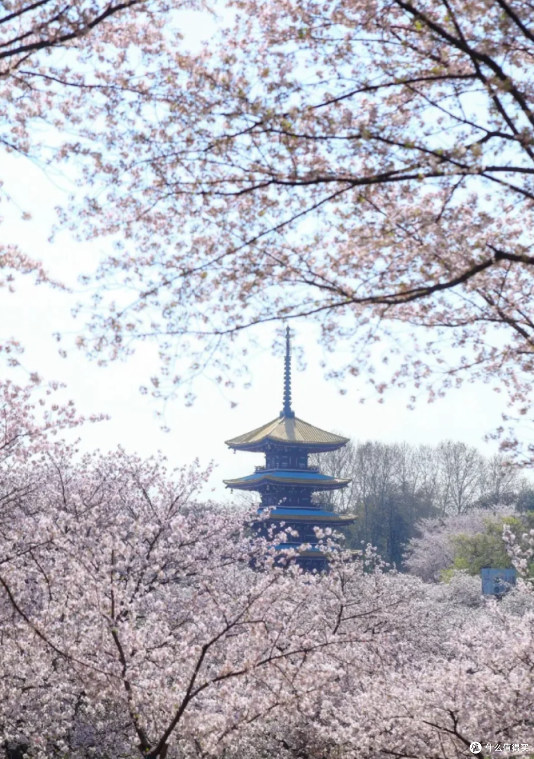 武汉春日限定:50万株樱花绽放,走,赏樱去!