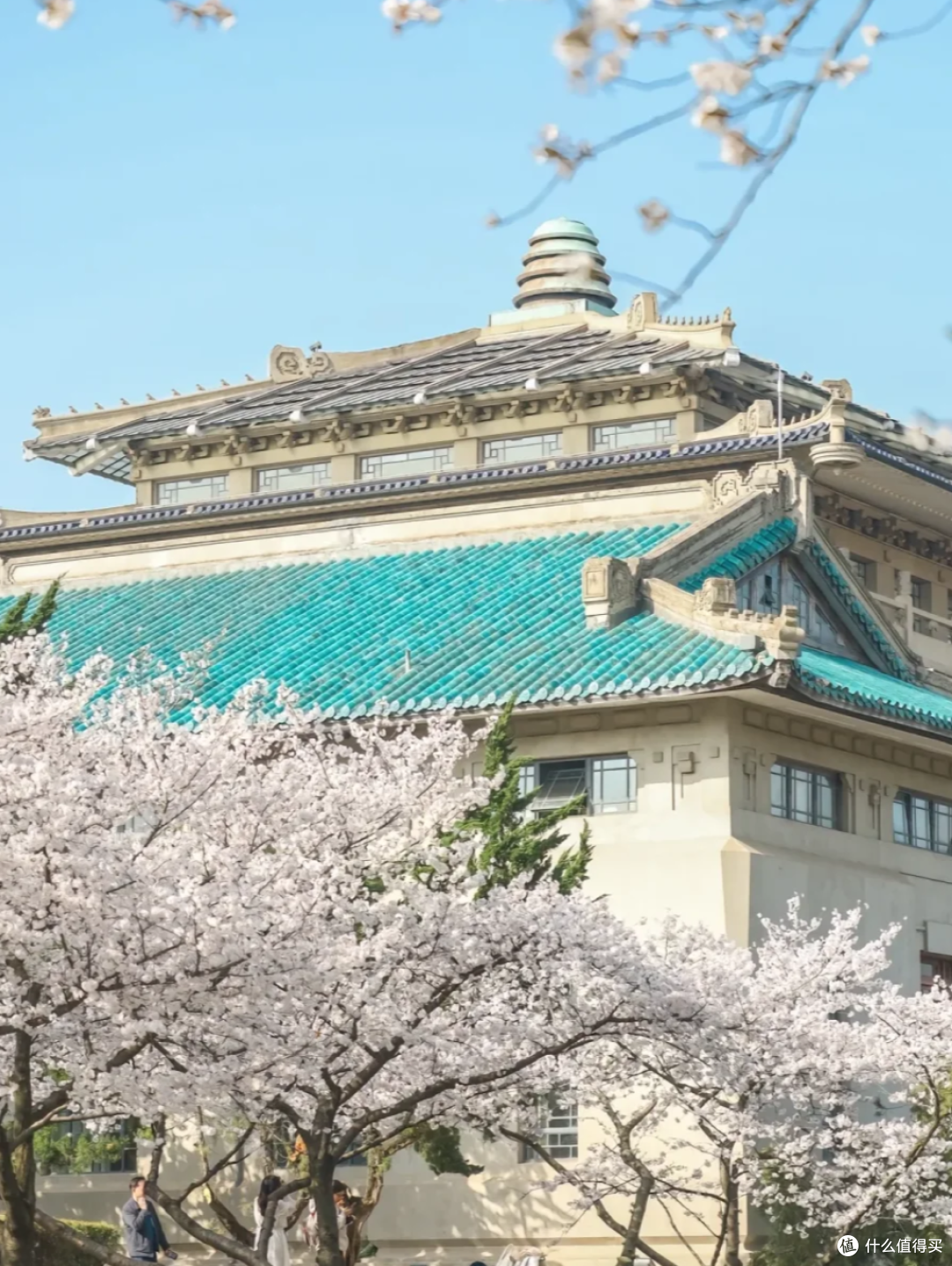武汉春日限定:50万株樱花绽放,走,赏樱去!