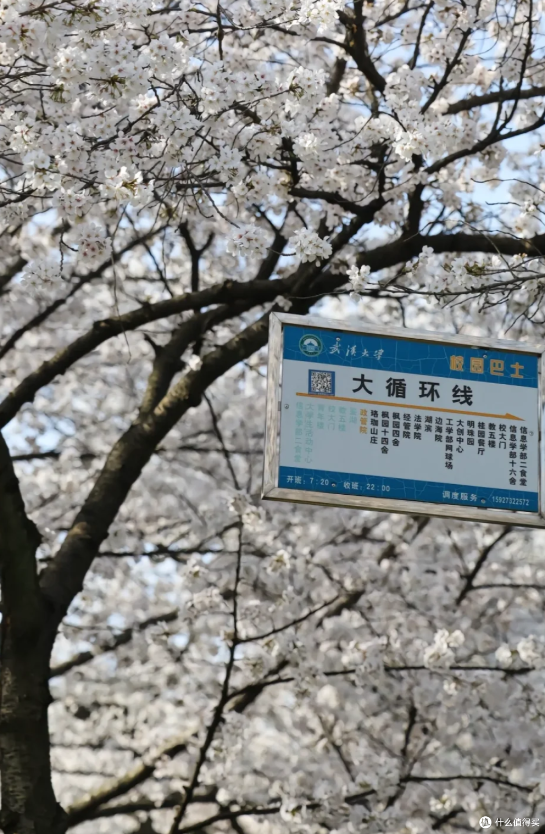 武汉春日限定:50万株樱花绽放,走,赏樱去!