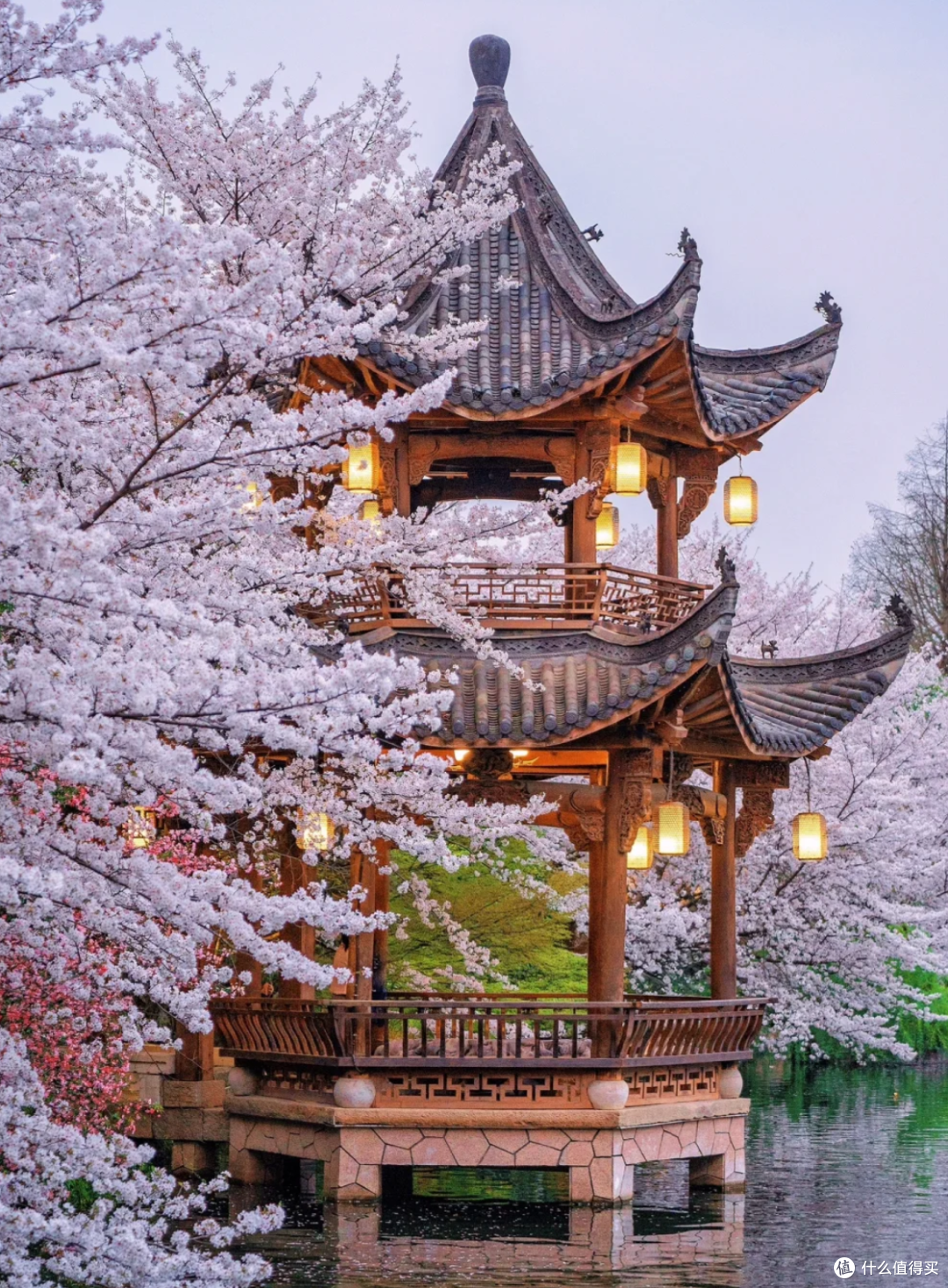 杭州春日限定:樱花盛开,一路繁花似锦,走起!