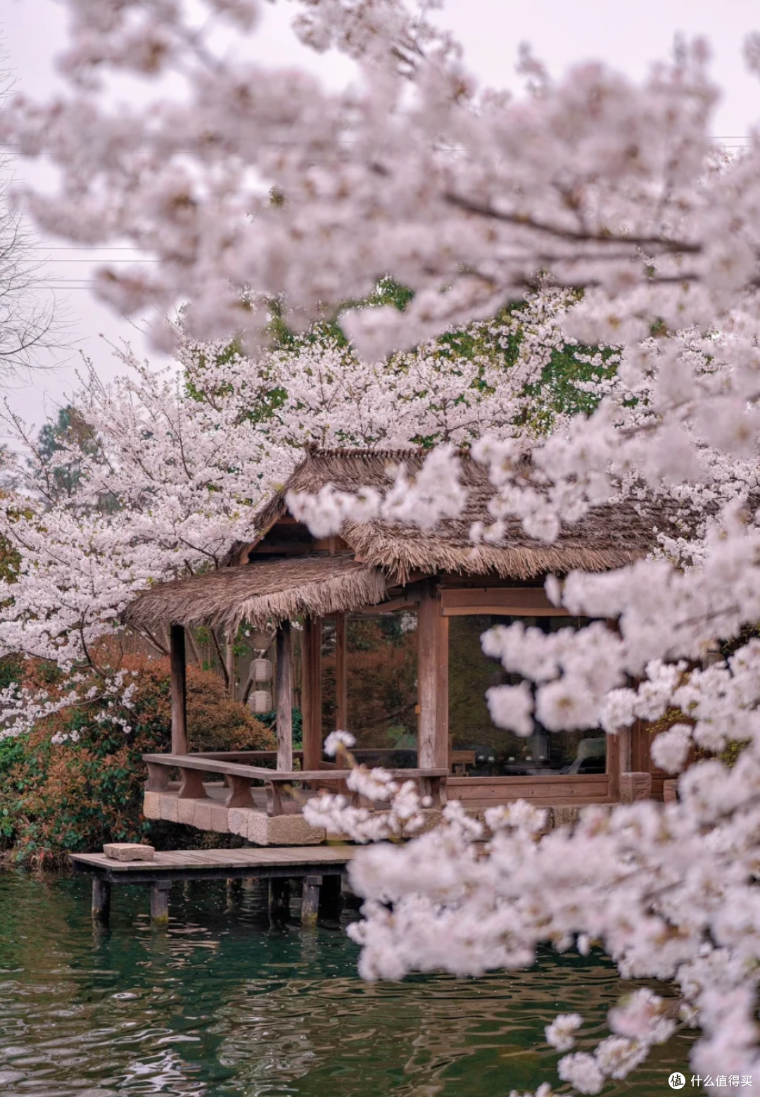 杭州春日限定:樱花盛开,一路繁花似锦,走起!