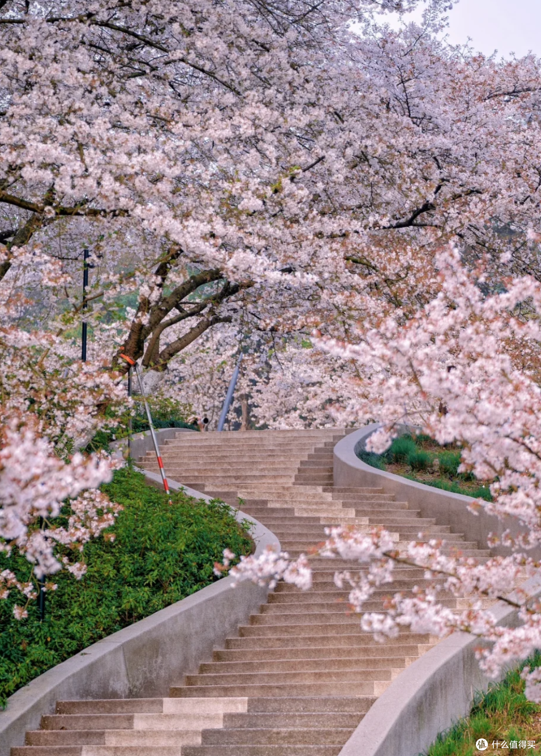 杭州春日限定:樱花盛开,一路繁花似锦,走起!