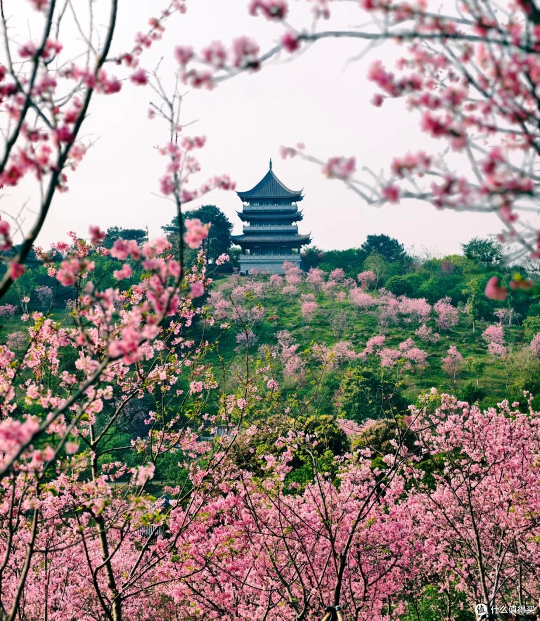 青秀山风景区樱韵:南宁春日绮梦