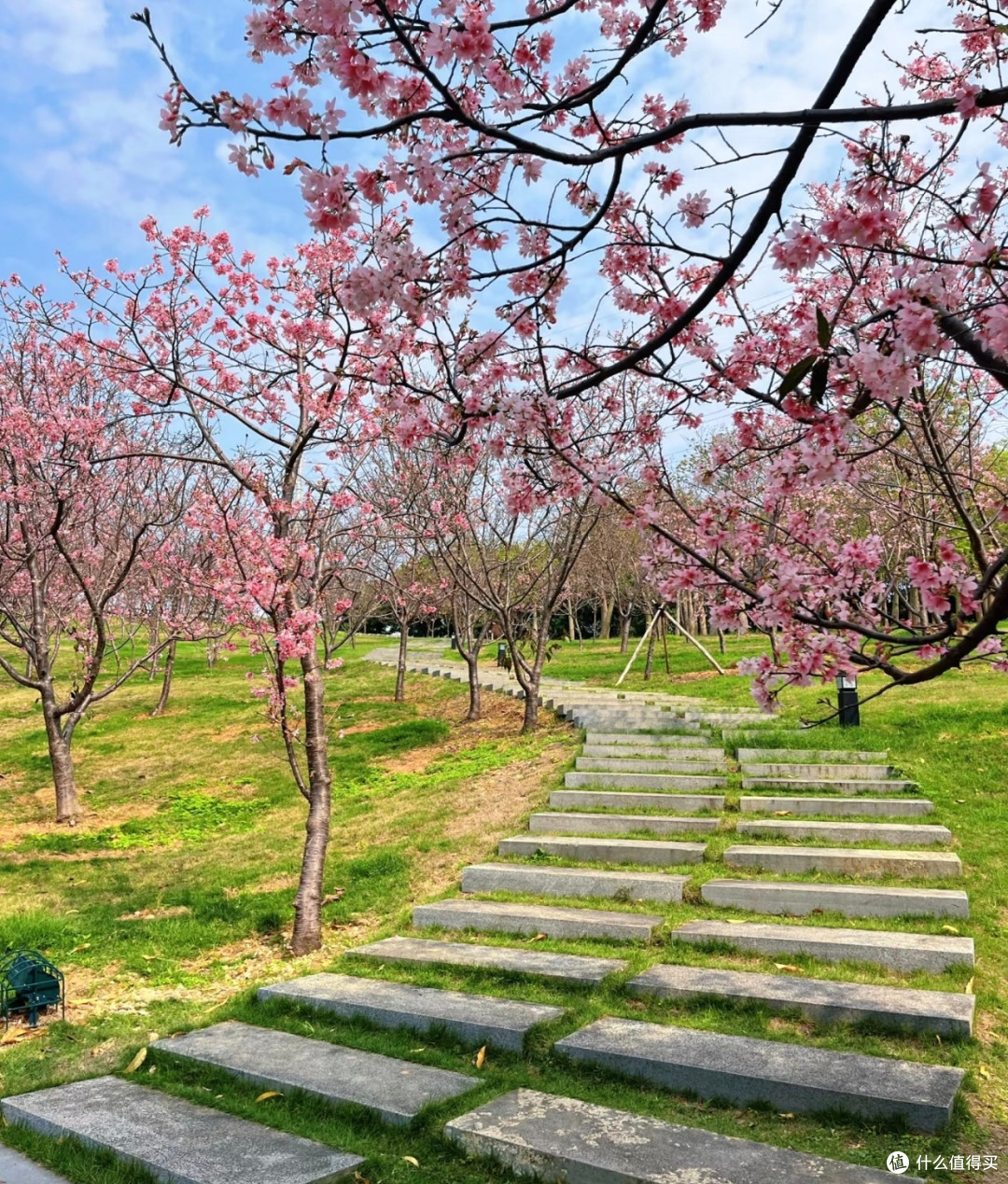 青秀山风景区樱韵:南宁春日绮梦