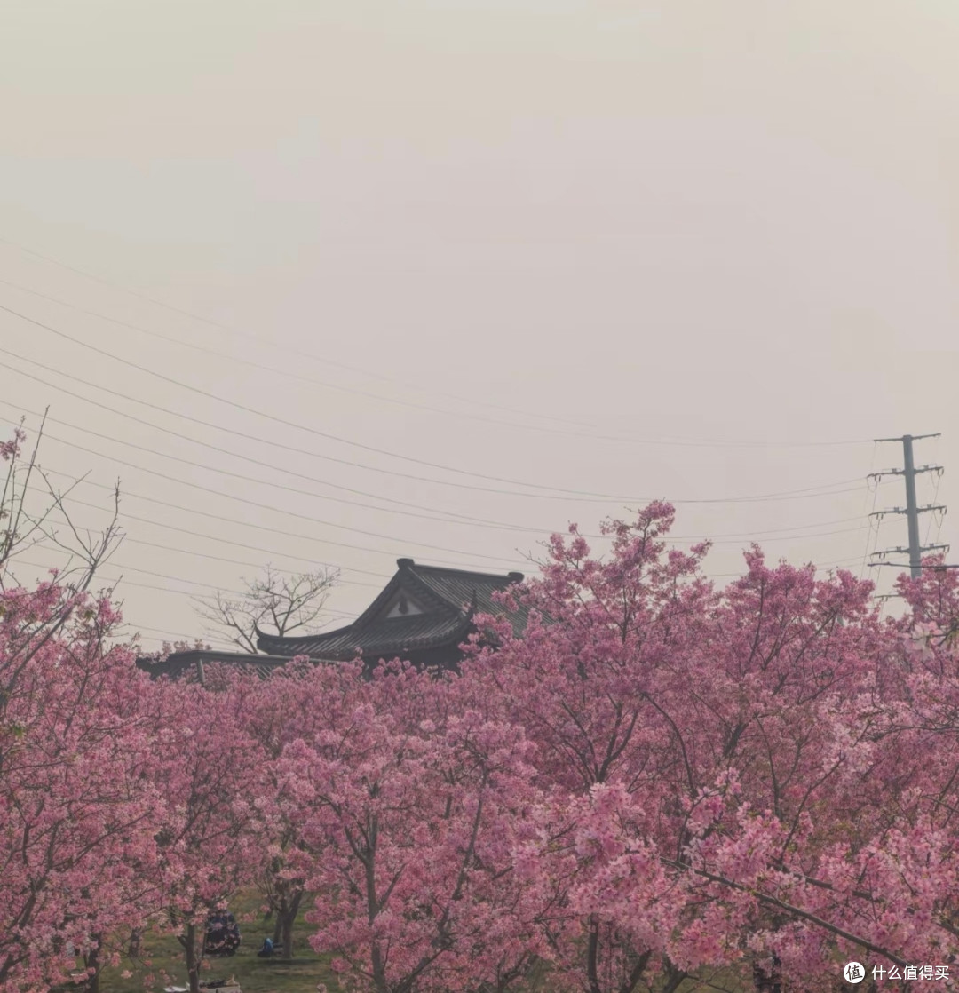 青秀山风景区樱韵:南宁春日绮梦