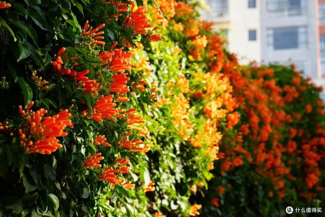 打卡云南炮仗花花路,解锁限定春色