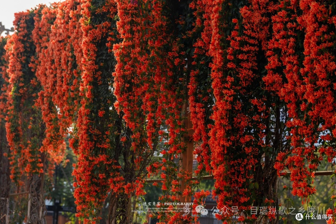 打卡云南炮仗花花路,解锁限定春色
