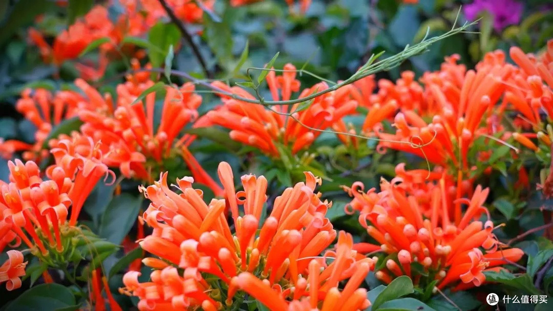 打卡云南炮仗花花路，解锁限定春色
