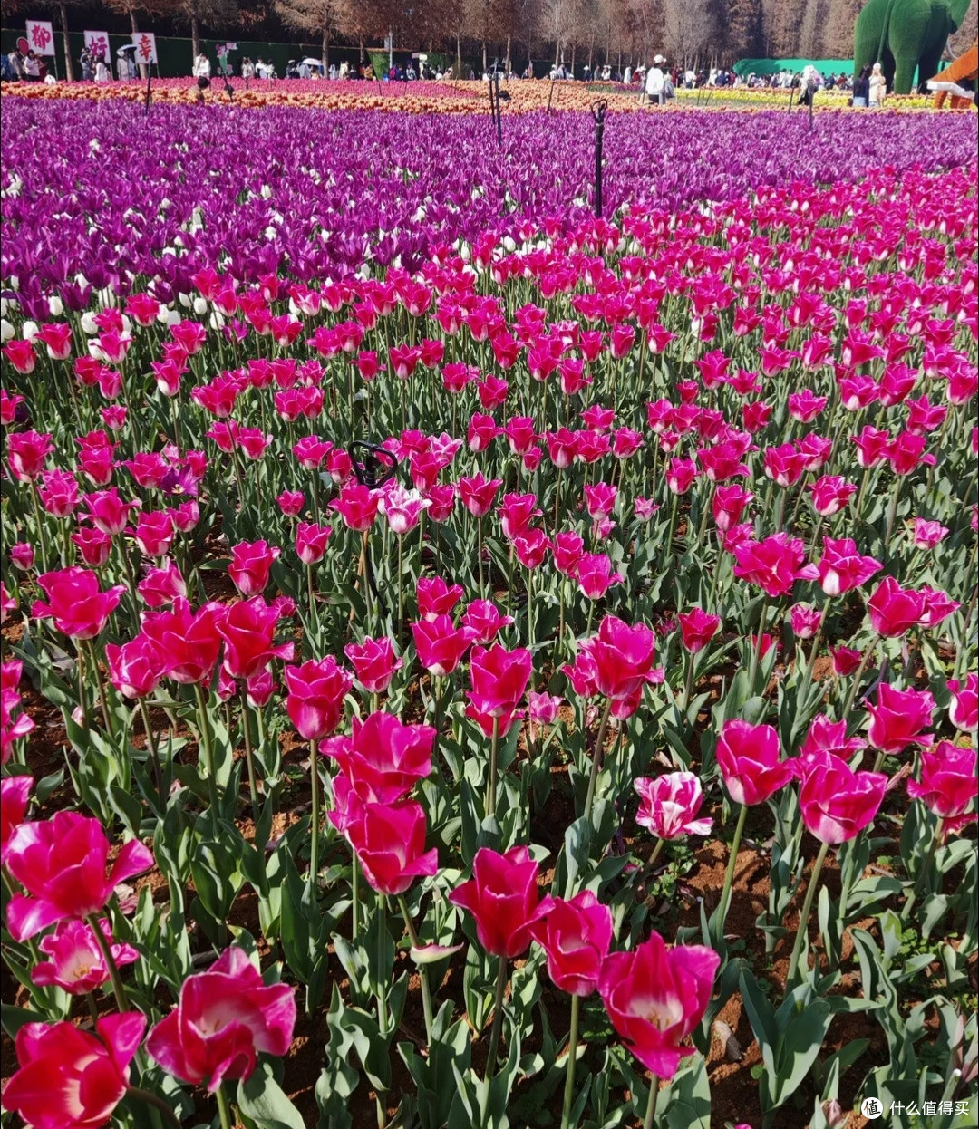 捞鱼河：踏春赏花，奔赴浪漫花路