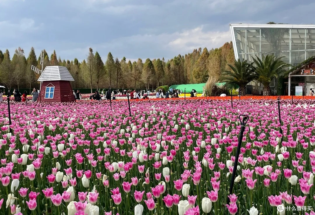 捞鱼河：踏春赏花，奔赴浪漫花路