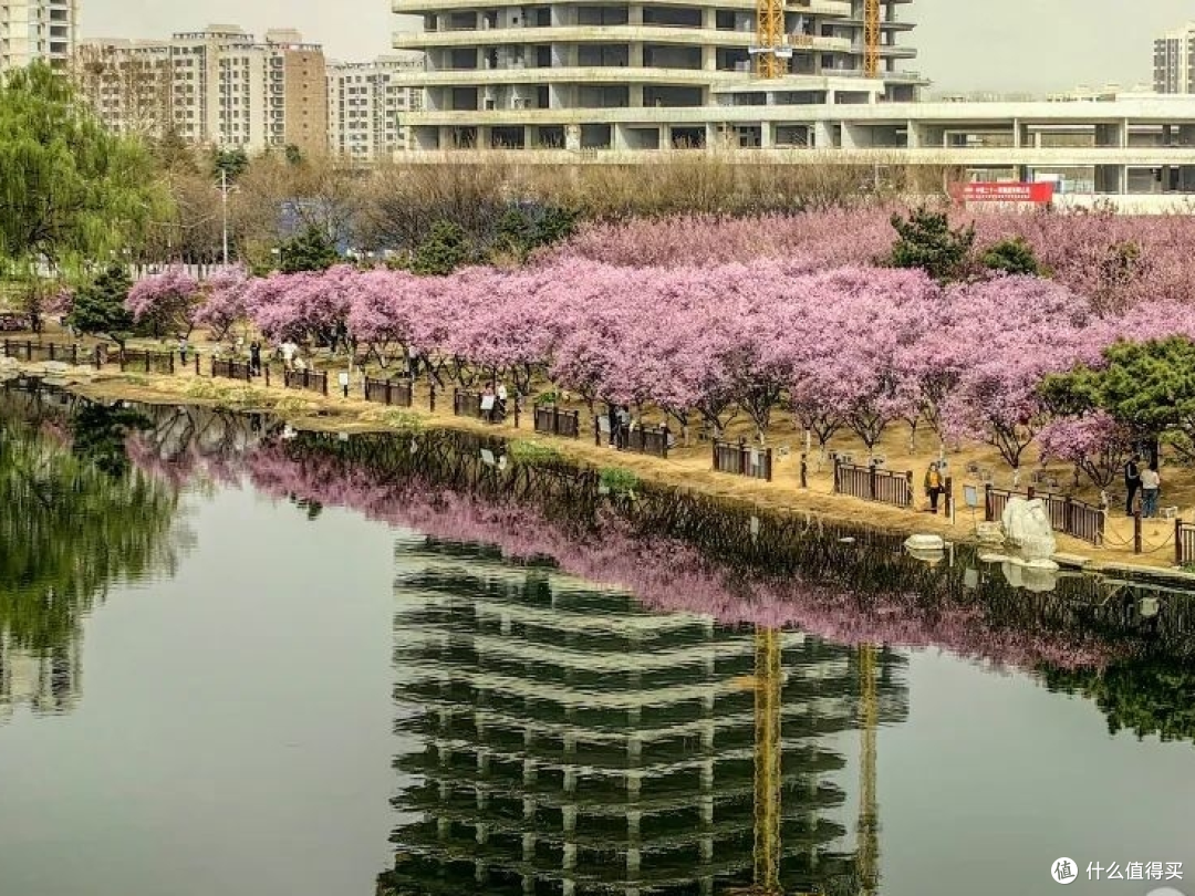 梅香盈湖 春满泰安——泰安凤凰湖公园