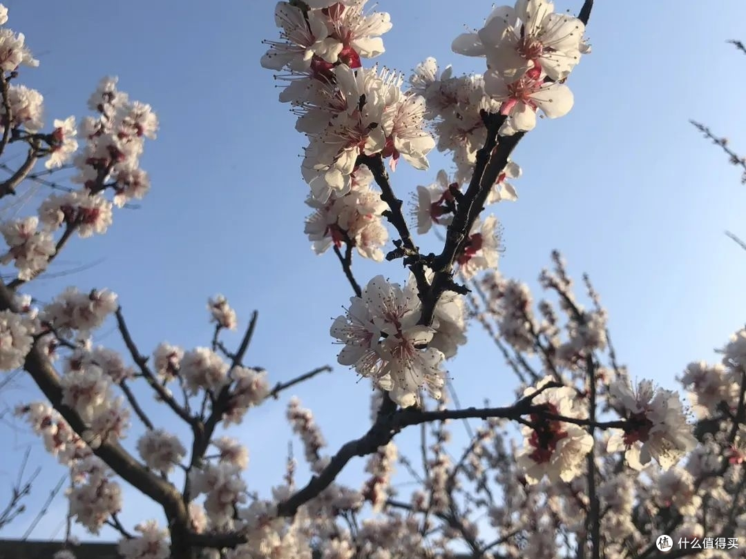 梅香盈湖 春满泰安——泰安凤凰湖公园