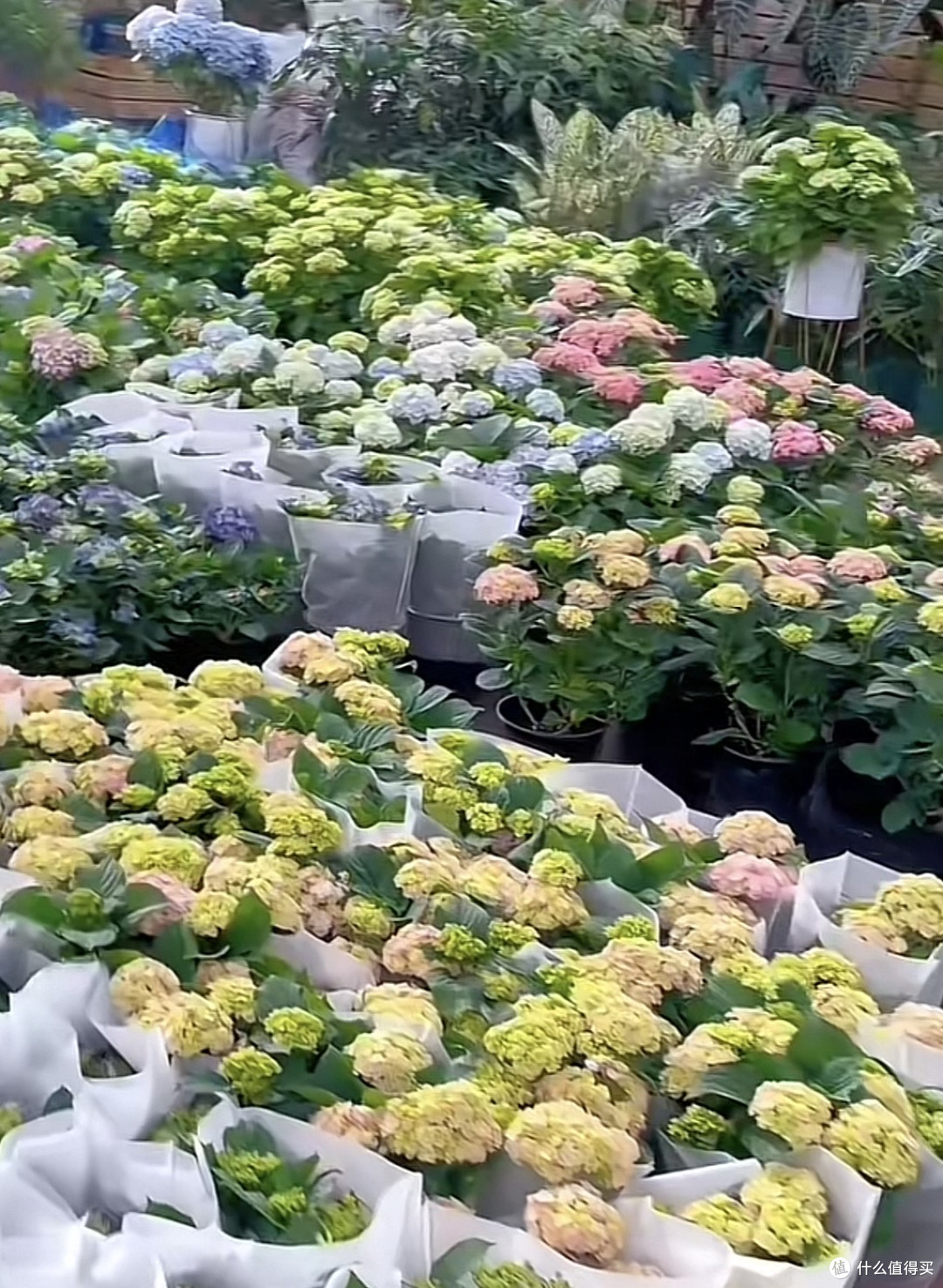 春日植此青绿 打造治愈系家庭氧吧