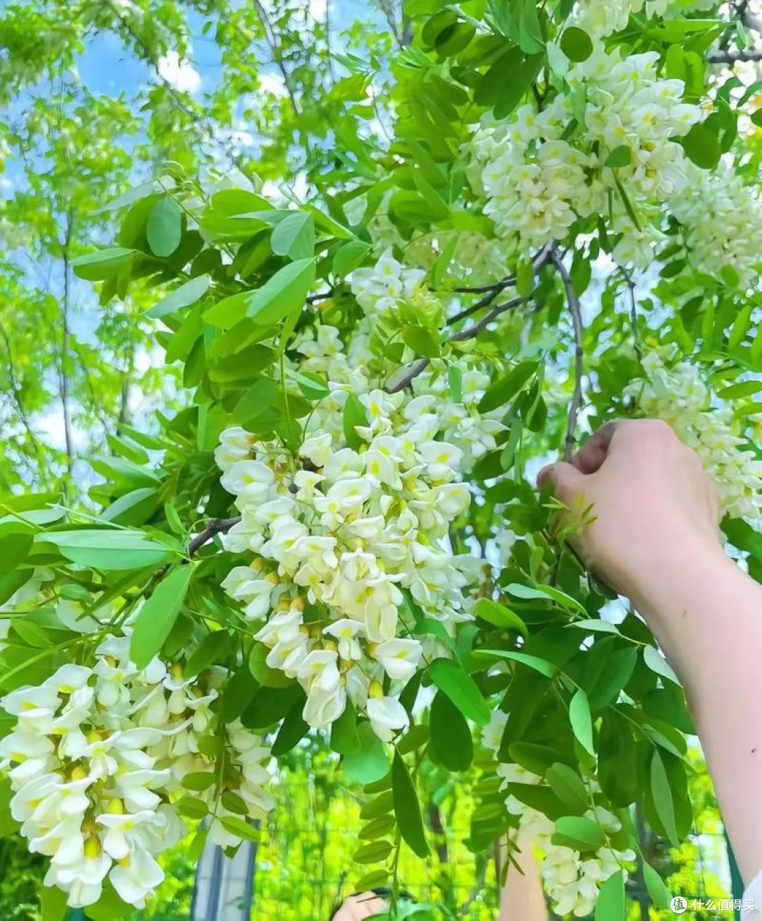 春日限定:舌尖上的洋槐芬芳