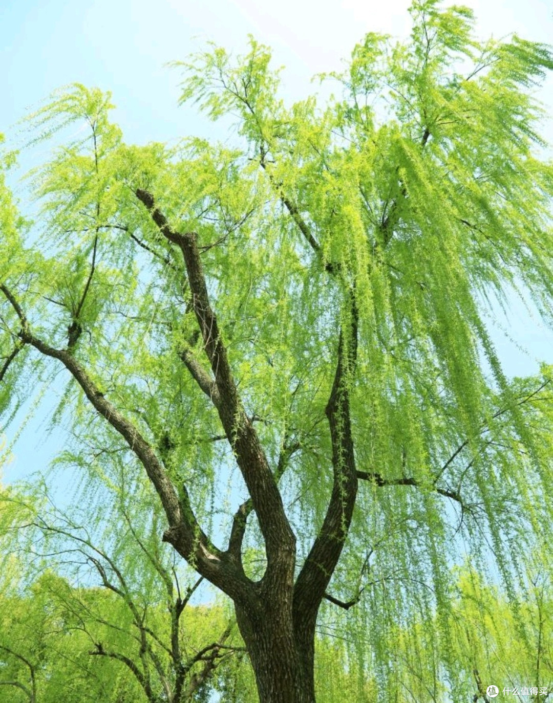 春日西湖：诗画江南，梦回千年