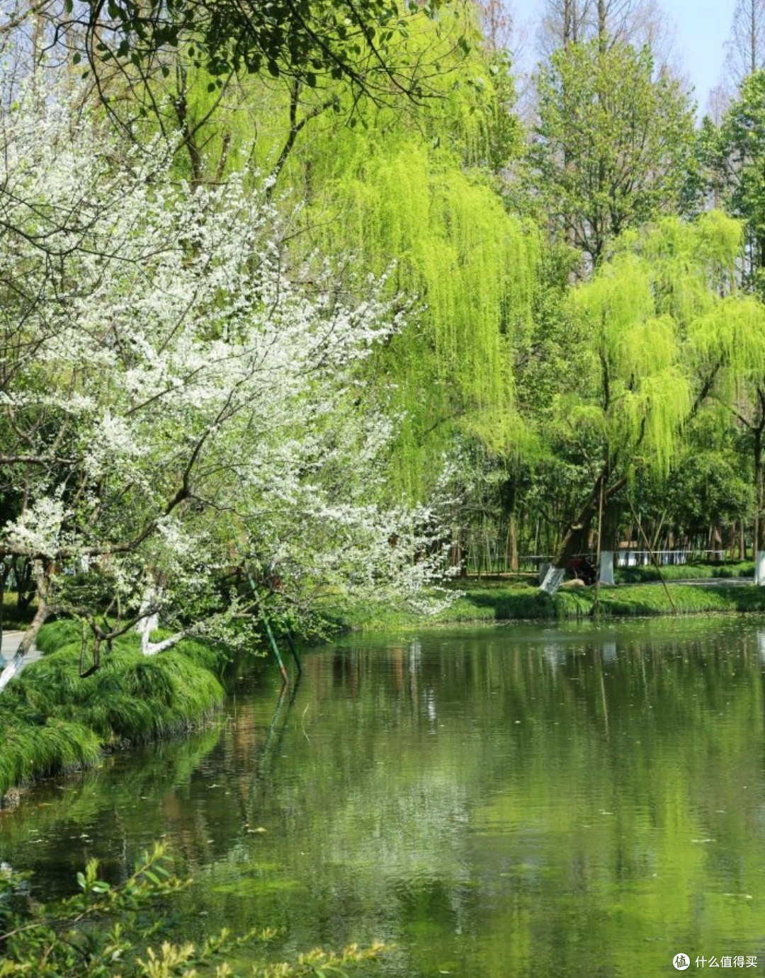 春日西湖：诗画江南，梦回千年