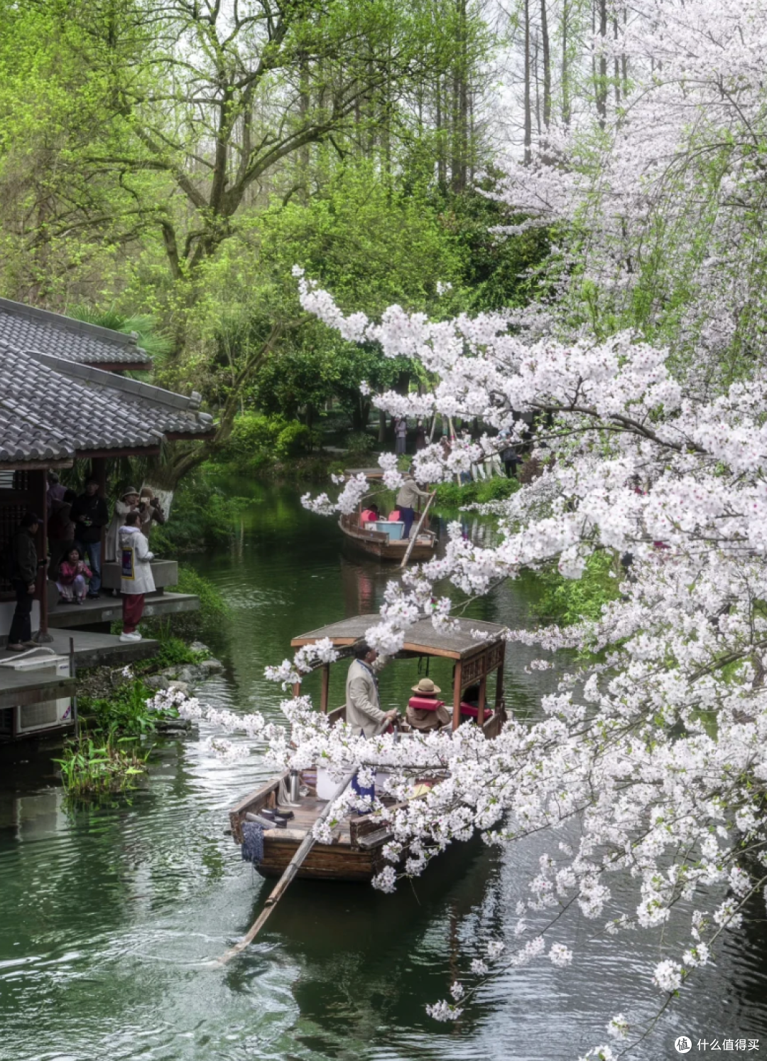 杭州春日赏樱趣:沿着花路,邂逅浪漫樱花海