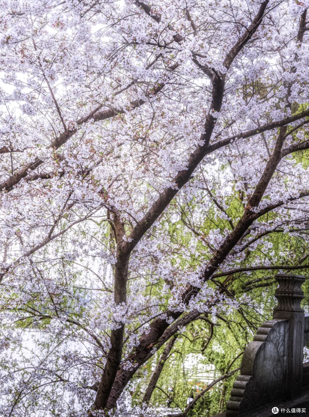 杭州春日赏樱趣:沿着花路,邂逅浪漫樱花海
