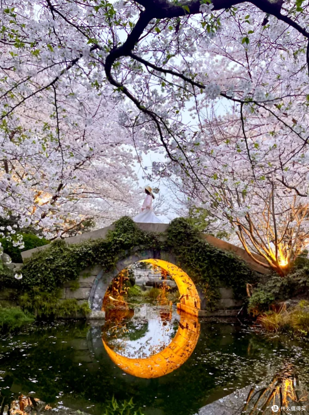 杭州春日赏樱趣:沿着花路,邂逅浪漫樱花海