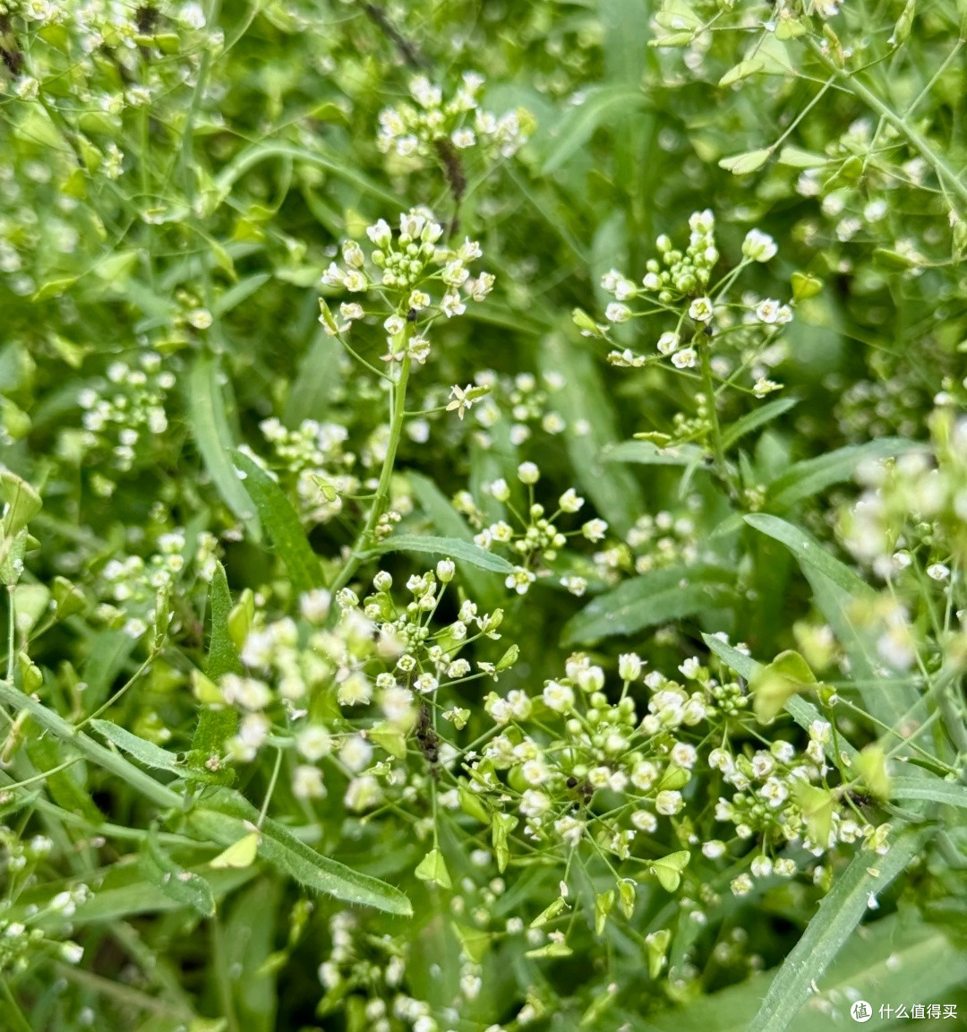 春日轻食新宠！清爽可口的荠菜豆腐汤